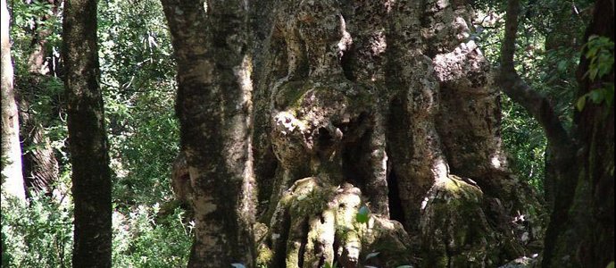 500 Year Old Tree